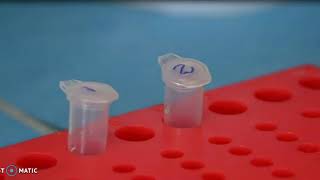 Plant DNA extraction  CTAB Method [upl. by Niamjneb]