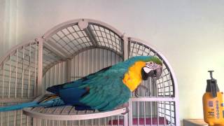 Funny Talking macaw parrot [upl. by Klepac711]