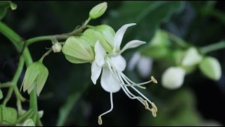 Clerodendrum wallichii quotProsperoquot  Losbaum Glorybower [upl. by Hoskinson]