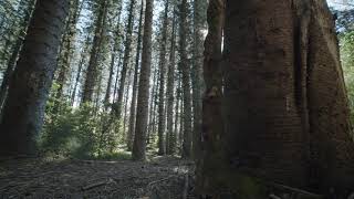 Free forest slow motion video [upl. by Anibor238]