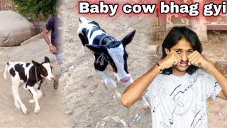 Hmari Baby Cow Panda Bhag Gayi 😭  Baby Cow Gir Bhi Gai 😭 [upl. by Graubert161]