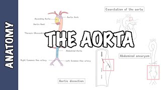 Anatomy of the Aorta [upl. by Rafaelia]