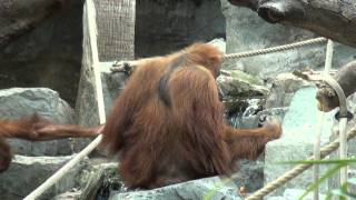 OrangUtanHaus Hagenbeck Hamburg 2011 [upl. by Akfir]