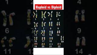 What Are Haploid amp Diploid Cells  A Brief Science Tutorial [upl. by Atiken]