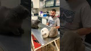 Yavrulara kötü örnek olan Duman🐅 british viral animals cats cat kediler [upl. by Eerhs]