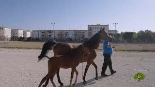 Cría de Caballos Árabes especializados en el Raid [upl. by Hanavas794]