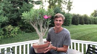 Desert Rose Growing Tips  2023 [upl. by Bertram37]