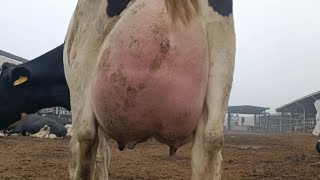 Huge Udder Cow at Dairy Farm [upl. by Nnahgaem]