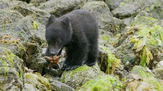 Bear Cubs First Trip to the Seaside  4K UHD  Seven Worlds One Planet  BBC Earth [upl. by Engapmahc779]