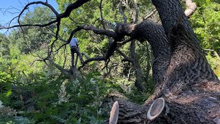 Found a huge old tree in the forest [upl. by Feerahs574]