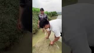 Thailand mein coconut ki kheti farming [upl. by Abihsot842]