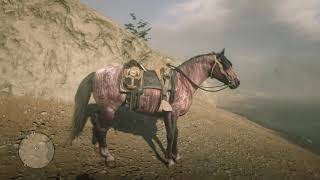 RDR2 New Horse Brindle Criollo [upl. by Limak852]