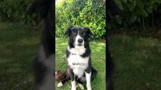 Border Collie One of the Smartest Dogs in the World bordercollie bordercolliedog dogbreed [upl. by Yelekalb849]