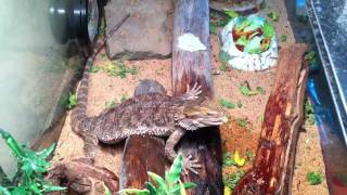 How to Bearded Dragon Care Water Misting [upl. by Nosyarg631]