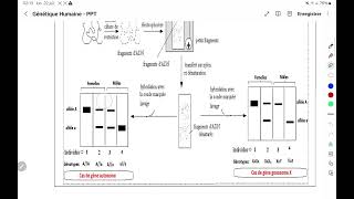 Introduction à létude de la génétique humaine [upl. by Sdlonyer]