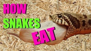 HOW SNAKES EAT [upl. by Ives]