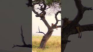 Lions on a tree Welcome to Serengeti National Park Tanzania [upl. by Ashford]