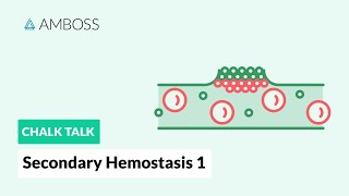 Secondary Hemostasis  Part 1 Coagulation Cascade [upl. by Arjan161]