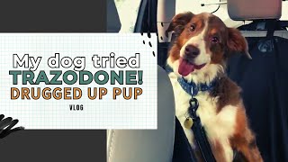 My dog tried TRAZODONE Drugged up PupVLOG [upl. by Latyrc]