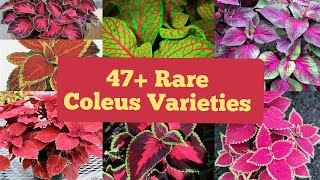 Rare Coleus Varieties In India  Rare Coleus NamesVarieties of Coleus plants in India Coleus Plant [upl. by Nilats]