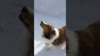 Sheltie barking at Shovel￼ [upl. by Aivat]