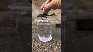 Pleco🦈 ice testing 🥶 plecofish fish aquarium pleco petsman indianfishgay fishvideo petfish [upl. by Estevan]