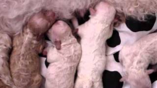 Bichon Frise newborn puppies Unique Colors [upl. by Albrecht133]