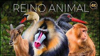 REINO ANIMAL VIDA SALVAJE  EPISODIO 1  DOCUMENTALE COMPLETO [upl. by Burkley]