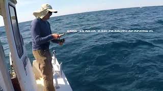 Keep bait on the hook Trigger fish wwwwrapfishingsystemcom [upl. by Neill420]