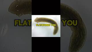 Freshwater flatworms facts shorts short facts warm animals nature shortvideo subscribe [upl. by Acsirp]