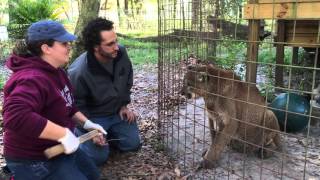 Sassyfrass Cougar Seizure and Vet Visit [upl. by Mendez]