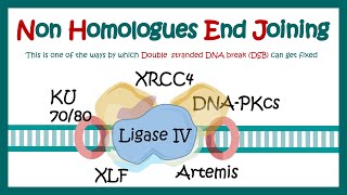 NHEJ  Nonhomologous end joining  What proteins are involved in nonhomologous end joining [upl. by Acquah]