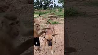 Dog and monkey funny funny funnyshorts pets funnyvideo funnydogvideos funnydogs [upl. by Anegroeg]