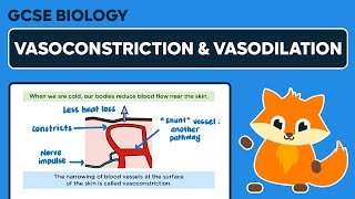 Vasoconstriction amp Vasodilation  GCSE Biology [upl. by Gwenni453]