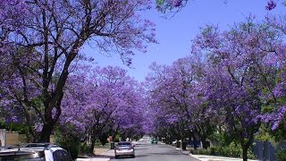 The Jacaranda Trees Of Applecross [upl. by Seto]