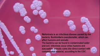 What is Melioidosis Whitmore’s disease Burkholderia pseudomallei aka Pseudomonas pseudomallei [upl. by Aleb659]