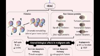 Histone deacetylases and histone deacetylase inhibitors  Video abstract 29965 [upl. by Barbaresi]