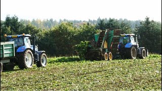 Harvesting Fodder Beet with New Holland and Another NH on the Trailer [upl. by Brighton]