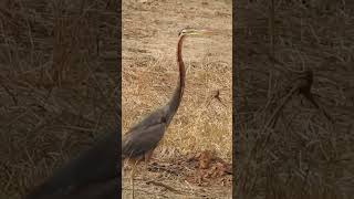 Purple Heron from Velavadar [upl. by Nue]