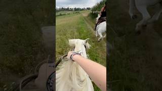 repose au galop youtube horse youtubeshorts equestrian mountains horseriding canter shorts [upl. by Namaj397]