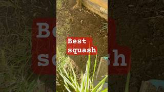 Squash Gardening The Best Methods for Growing Squash [upl. by Walley656]