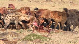 Hyenas Eat a Young Wildebeest in Minutes [upl. by Thibault588]