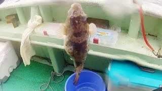 Pufferfish fishing 知多師崎出船の乗合船でフグ釣り GoPro HD HERO 2 [upl. by Akcirderf]