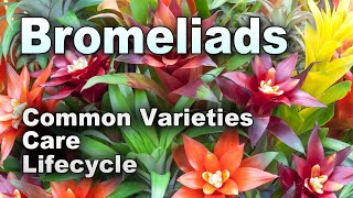 Bromeliads 101 A Beginners Guide to Care and Common Issues [upl. by Eelsnia]