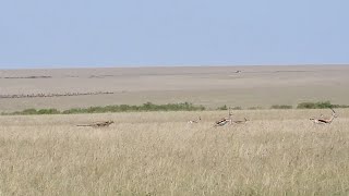 Camera man cant keep up with cheetah’s speed [upl. by Aner]