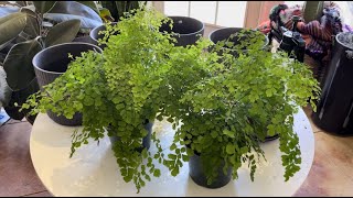 Maiden Hair Fern Potting  Tips amp Tricks [upl. by Iris290]