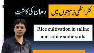 Rice Cultivation in Saline and Saline Sodic Soil 2022  Dr Jamil Shafi  Plant Clinics [upl. by Durant]