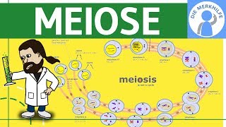 Meiose einfach erklärt  Zellteilung 2  Zellzyklus Ablauf Phasen amp Zusammenfassung [upl. by Ahseal]