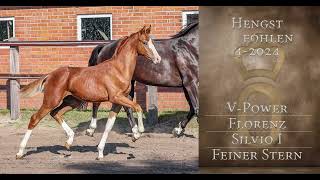 VPower HF for sale  Ehorses ID 4236165 [upl. by Anderegg]