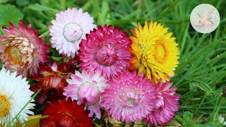 How to Save Strawflower Seeds  Cut Flower Farming  How to grow Flowers Gardening  Farmer Florist [upl. by Eelnodnarb]